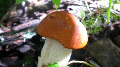 Färggrann asp i skogen