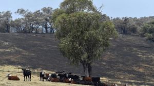 Kor som överlevt skogsbränderna i Batlow, New South Wales 8.1.2020. Gräsmark blir ganska snabbt en kolsänka igen, men det tar år innan en skog har absorberat samma mängd koldioxid som har brunnit. Djur som överlevt skogsbränderna i Batlow, New South Wales 8.1.2020