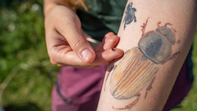 En tatuerad arm och en dyngbagge.