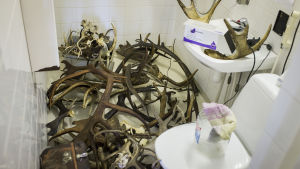 Museets hornsamling behöver ännu restaureras eftersom många horn blev sotiga och missfärgade efter branden. Sotade djurhorn ligger utspridda i en wc.