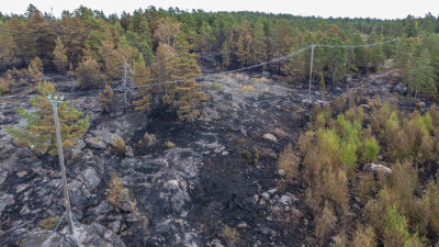 Område i skogen som brunnit.