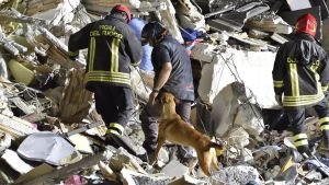 Brandmän med hundar söker efter levande i rasmassorna i Amatrice.