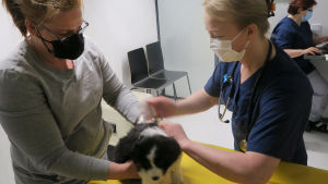 Veterinär Tuire Tamminen har precis injicerat ett ID-chip. Vera Kokkonen (vänster) hade hämtat sina valpar till veterinären för att ID-märkas. koirien sirutus, ei tullut verta