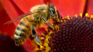 Se hur lurvig jag är och hur mycket pollen jag har hittat. Närbild av ett bi som äter nektar.