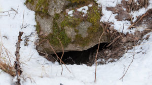 Mårdhundar trivs bra i gryt under stenar eller byggnader. Mårdhundsgryt under en stor sten.