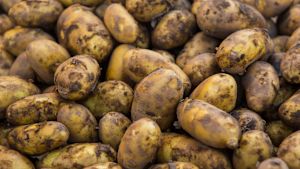 Potatisbranschen är viktigt för Kristinestads ekonomi. Varhaisperunaa Tammelan torilla kesällä 2020.