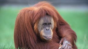 Djur tas från sina mammor som små och plågas för att bli lydiga. En orangutang från Sumatra