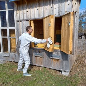 Biodlaren Jens Österåker öppnar fönstren till sin bipaviljong