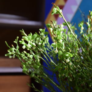 Blåbärsris kan man ta in redan till jul. De är enkla att driva och går snabbt i blom. Ett fång blommande blåbärsris.