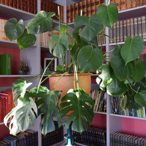 Monsteran är en tropisk växt som växer snabbt och gärna klättrar. En storväxt krukväxt, monstera, i en lerfärgad kruka, som står på en piedestal.