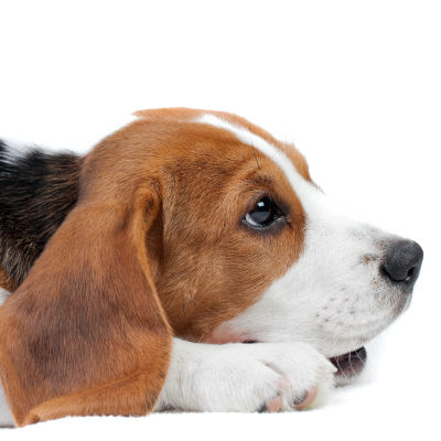 En hund av rasen Beagle ligger på ett vitt golv. Hunden ser lite ledsen ut. 