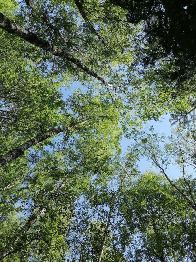Koivuja metsässä