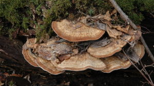 Tickor och skinnsvampar lever på att bryta ner murkna träd och bidrar på så sätt till att kvävet återförs till marken. Korkmussling.