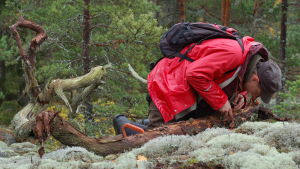 Panu Kunttu säger att vi behöver mera diversitet och blandskog. Panu Kunttu undersöker svampar på murken trädstam.