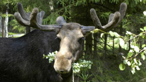 Mums, säger älgen om lövträd och tallar. Speciellt Lovisaträden smakar. En stor älgtjur med horn står vid ett träd och tuggar på blad.