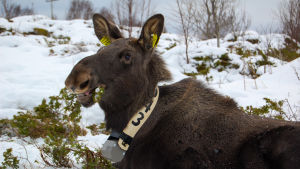 Hirville asennettavien satelliittipantojen avulla selvitetään eläimen kuntoa ja liikkumista. Luontosarja pohjoisen uljaasta eläimestä ja sen kohtaamisesta ihmisen kanssa.