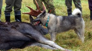 Jakthund med sändare bredvid älg som fällts En jakthund med sändare står bredvid en älg som fällts