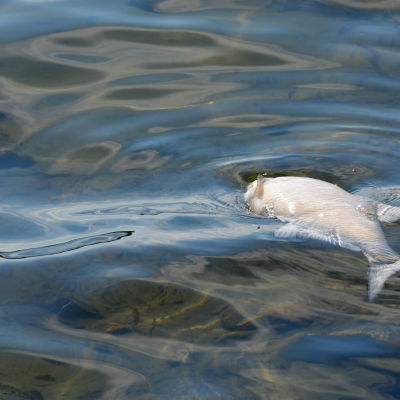 Död fisk flyter i vattnet.
