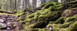 Motionärer använder skogarna i Karnais flitigt. En stig i en backe i en gammal granskog. Vått väder, stenar och trädrötter syns på stigen.