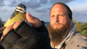 Alla arter har sin egen årsrytm. Blåmesen är en av de över 200 arter som årligen observerats vid Hangö fågelstation. Blåmes i handen på man.