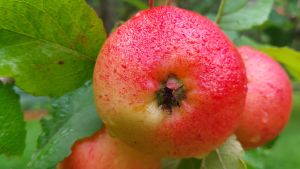 Tre röda regnvåta äpplen på en gren