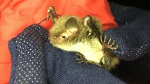 En vattenfladdermushona som hittats i Strömsös fladdermuskoloni. En vattenfladdermus sittande på en hand med mörkblåa handskar