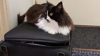 En katt som ligger på en resväska.