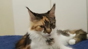 Även katter avlivas ifall de är sjuka eller för vilda för att göras tama igen. Bortsprungen katt som har anmälts som försvunnen.