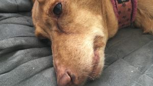 Podencorotuinen Pippa-koira makaa sohvalla