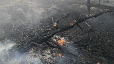 brinnande fura i skogen.