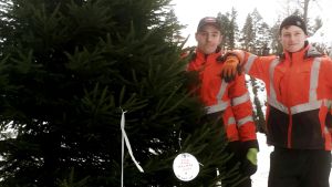 Metsäylioppilaat tietävät mistä puhuvat Metsäylioppilaat hakevat presidentin joulukuusen