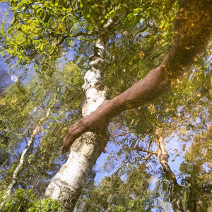 Keski-Tiilijärvi i Hollola En hand som speglas i en sjö och tycks greppa tag i en björk som även den speglas i vattenytan.