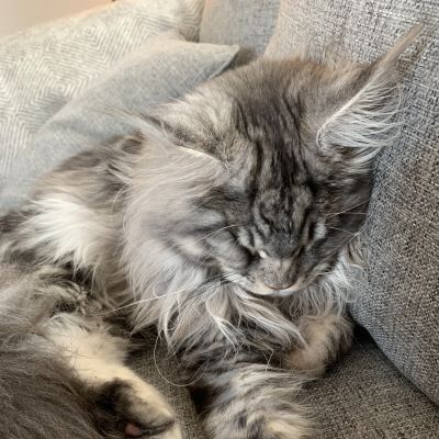 Sovande grå katt i grå soffa.