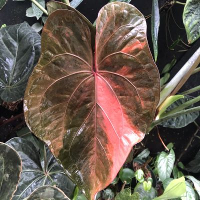 En rosabrokig växt, anthurium ace of spades.