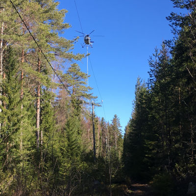 En helikopter röjer träd och grenar längs en ellinje i Vasa skärgård.