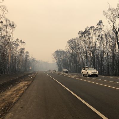 Ödelagd skog vid sidan av en landsväg i Victoria, Australien. 