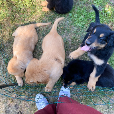 Flera nyfikna hundvalpar i en inhägnad på en gräsmatta.