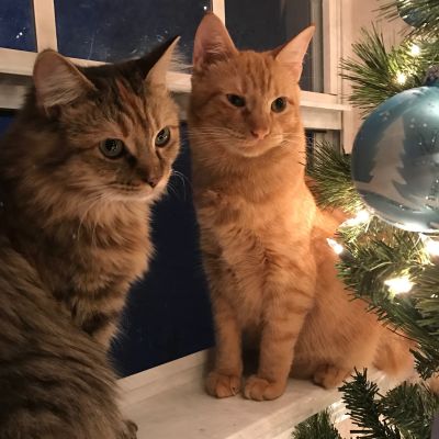 Två katter tittar på en julgran