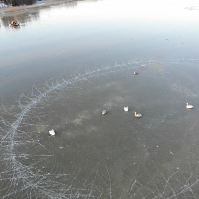 Bilden är tagen uppifrån. På den syns svanar fastfrusna i isen och en hydrokopter som närmar sig dem.