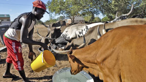 Pengarna går oavkortat till ett projekt som gör det möjligt för människor i Moçambique att köpa energisnåla spisar. En man i Moçambique ger vatten åt sina kor. Moçambique är ett av de hårdast drabbade av den omfattande torkan i södra Afrika.