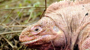 Den ljusröda leguanen på Galápagos kan hotas av vulkanutbrott. Den ljusröda iguanen på Galapagos hotas av vulkanutbrott.