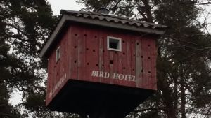 Välkommen till Svartås största hotell och Nordens största fågelholk. En väldigt stor rödmålad holk med många hål för fåglar att flyga in i. Står "Bird hotel" på huset som är högt upp i ett träd.