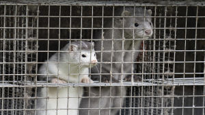 Danska regeringen vill avliva hela minkpopulationen i landet på grund av mutationer av coronaviruset som hittats hos minkarna. Två minkar står på bakbenen och tittar ut ur sin bur.