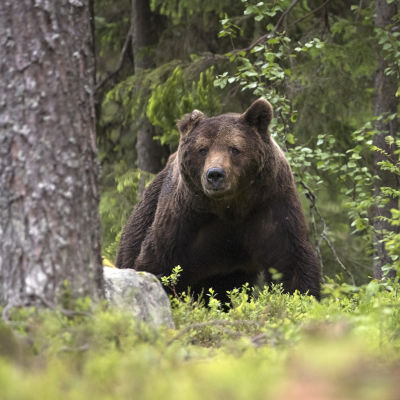 Karhu-uros on menettänyt puolet korvastaan kiima-ajan taisteluissa alueen muiden urosten kanssa. Karhun elämä on jatkuvaa riskien hallintaa.