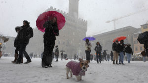 Lumisade ja lunta Firenzen Piazza della Signoria -aukiolla, ihmisiä sateenvarjoineen ja koira 'takkiin' puettuna.