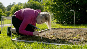 Doktoranden Maria Hällfors räknar strandvivans blad. Maria Hällfors räknar blad.