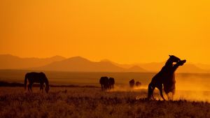 Avarassa luonnossa ollaan Afrikan villissä lännessä. Hevosia auringonlaskussa.
