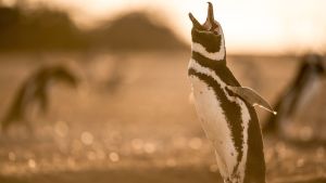 Avara luonto: Villi Patagonia. Lintu huuhtaa nokka auki, kurkku suorana.
