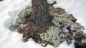 Fönsterlav (Cladonia stellaris) hör till gruppen renlavar. Renarnas föda under vintern består i första hand av olika lavar. Fönsterlav som växer på marken kring ett träd.