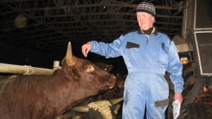 Levande oxe Den har öronlapparna i båhåll och behöver inte destrueras konstaterar bonden Lars Smeds